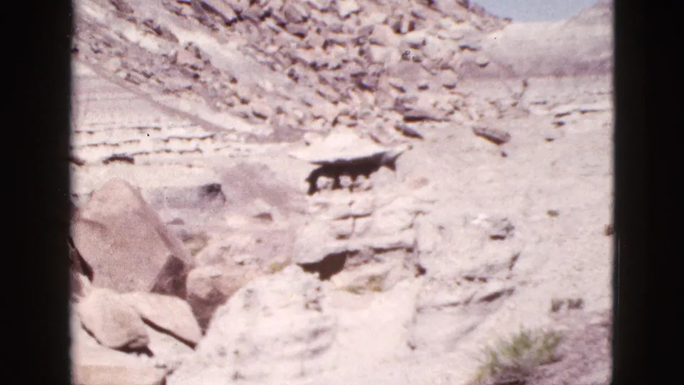 1953 Arizona desert view with a dark animal moving across layered rock and pale arid ground beneath a clear sky.