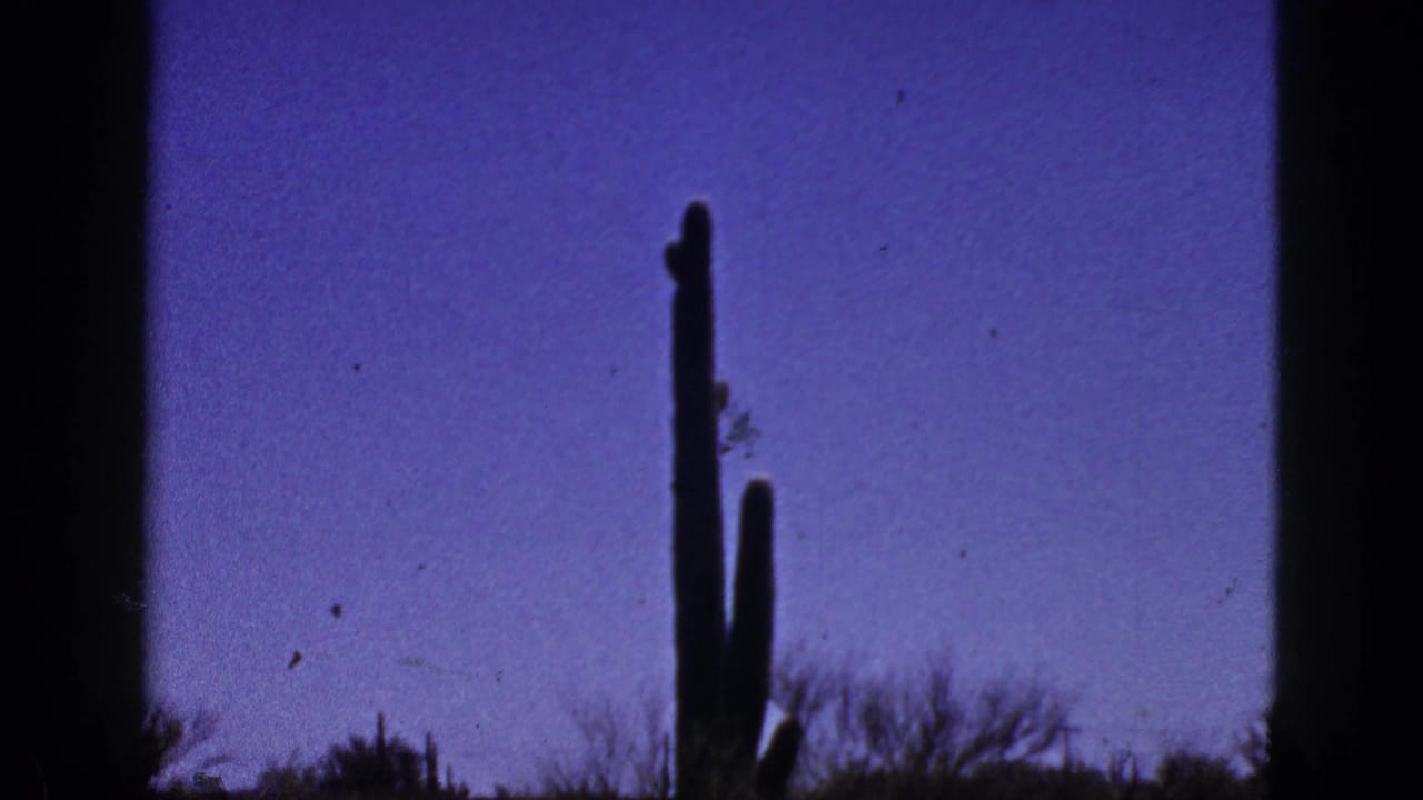 Tall cactus silhouette above desert brush beneath a blue-purple sky.