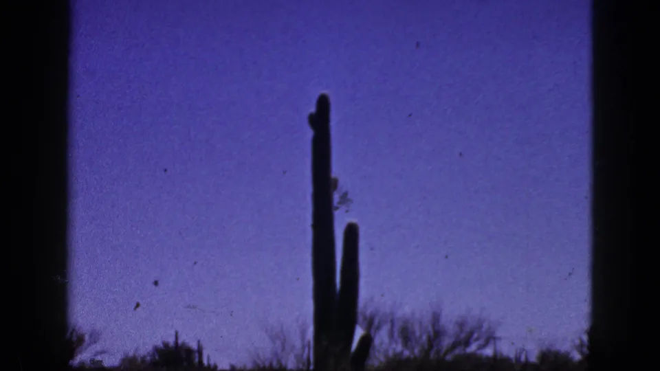 1953 New Mexico 8mm frame showing a tall cactus and low desert brush under a color-shifted daylight sky.