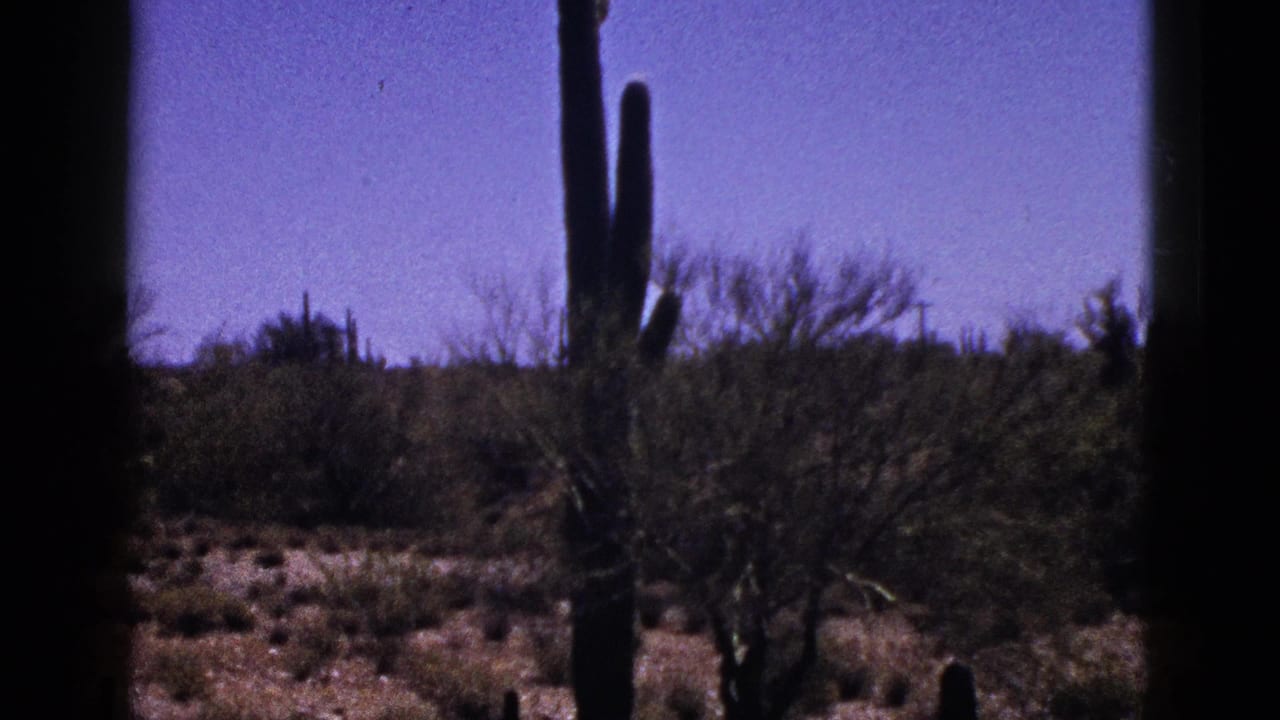 Tall cactus and desert shrubs behind dark film-frame borders under blue sky.