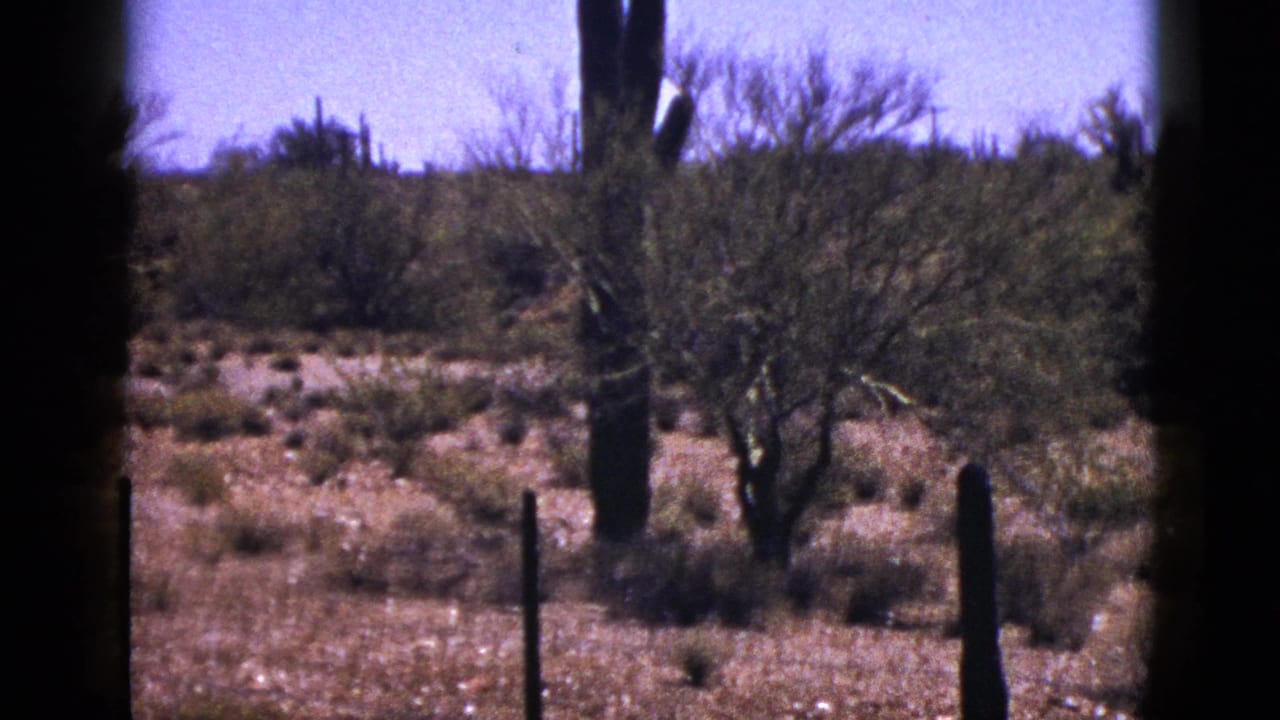 Desert scrub with several tall cacti and a wire fence in the foreground.