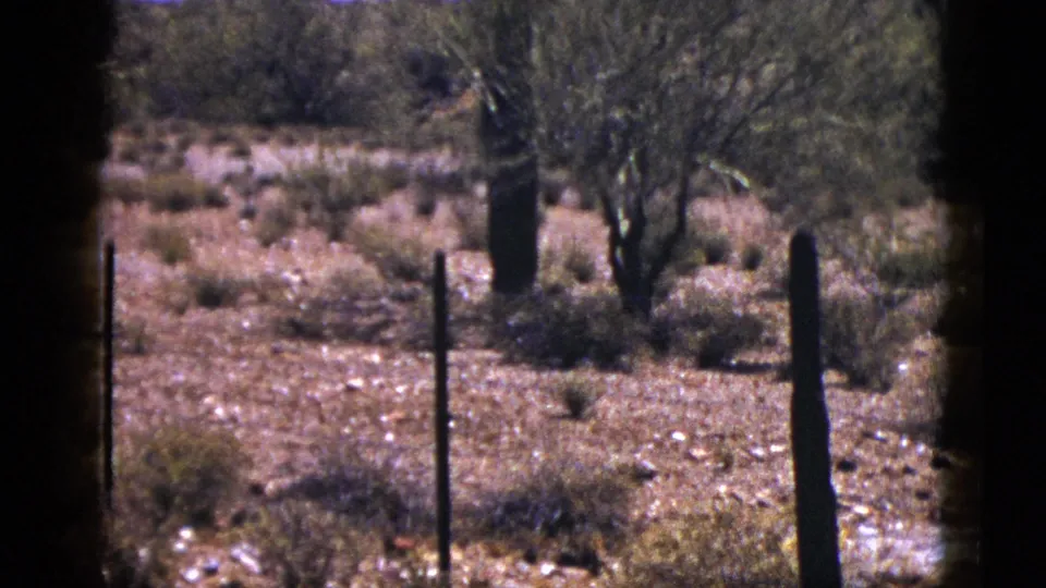 1953 New Mexico 8mm frame with fence posts, a tall cactus trunk, scrubby vegetation, and sunlit desert ground.