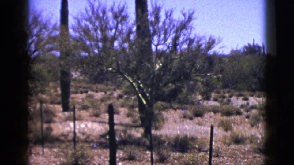 1953 New Mexico desert landscape with multiple columnar cacti, sparse shrubs, wire fencing, and dark 8mm frame edges.