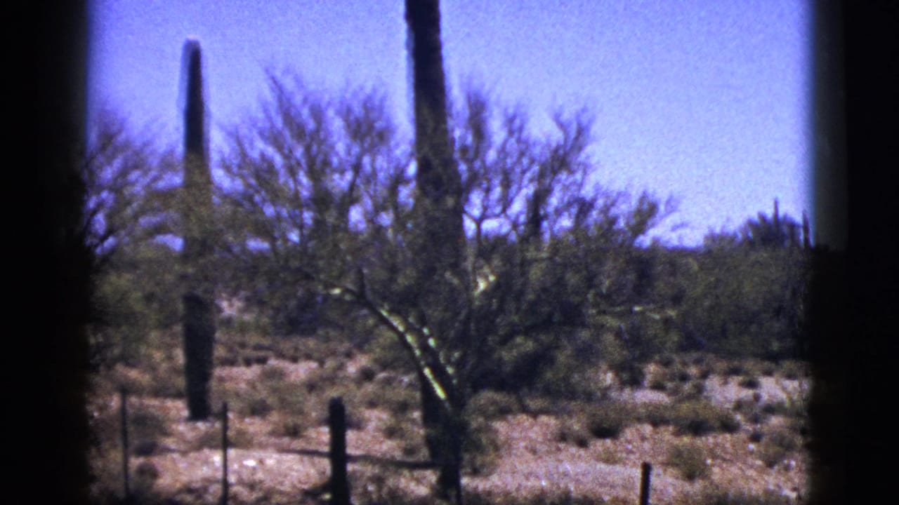 1953 8mm frame identified as New Mexico desert, showing tall columnar cacti, scrub vegetation, dry ground, and a wire fence.