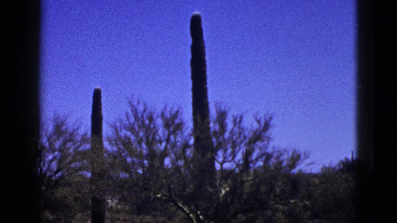 Two tall cacti stand above desert shrubs against a clear blue sky.