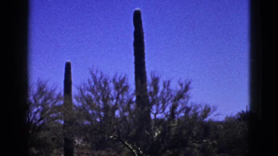 1953 8mm desert view, identified as New Mexico, with tall columnar cacti, leafless shrubs, low hills, and saturated blue sky.