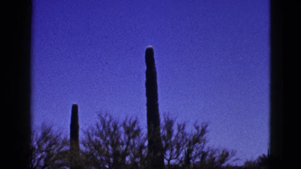 1953 8mm frame from the reported New Mexico desert, showing columnar cacti partly silhouetted over scrub and blue sky.