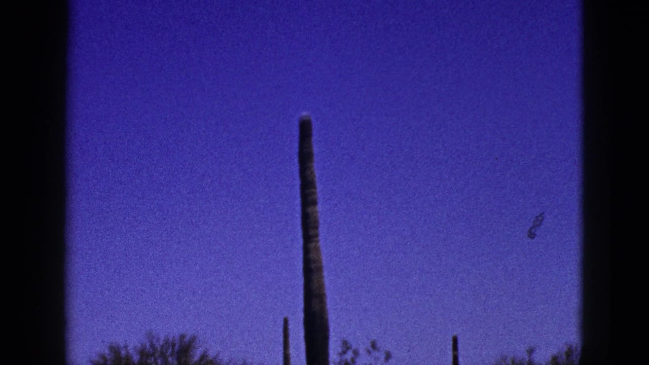 Tall columnar cactus rising against a deep blue sky with smaller cactus in the distance.