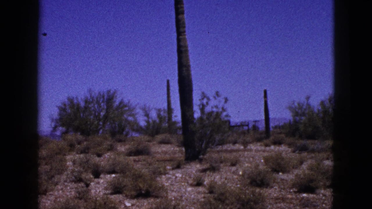 1953 New Mexico home-movie frame showing tall columnar cactus, low desert brush, sandy ground, and a blue sky beyond dark film borders.