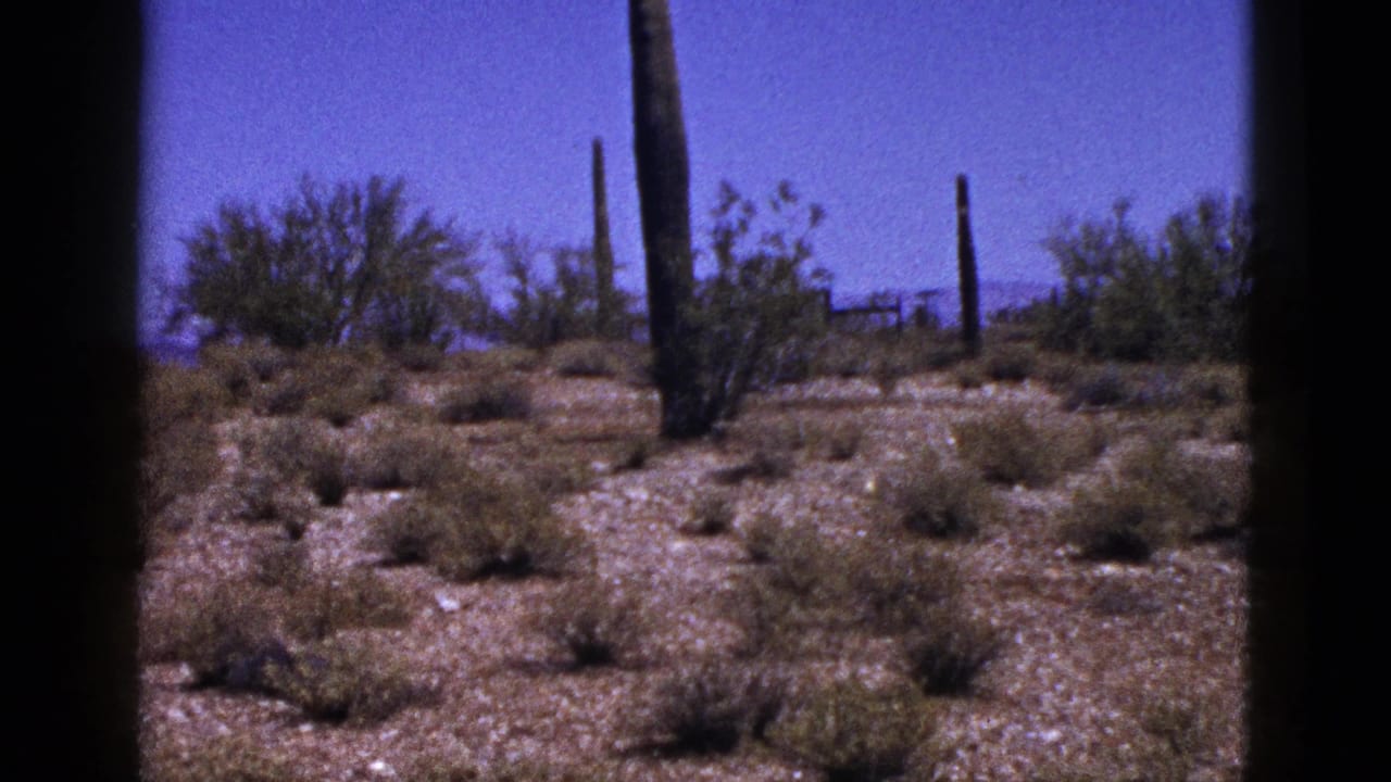 1953 New Mexico desert view with several tall cacti, scattered shrubs, rocky ground, blue sky, and faint mountains in the distance.