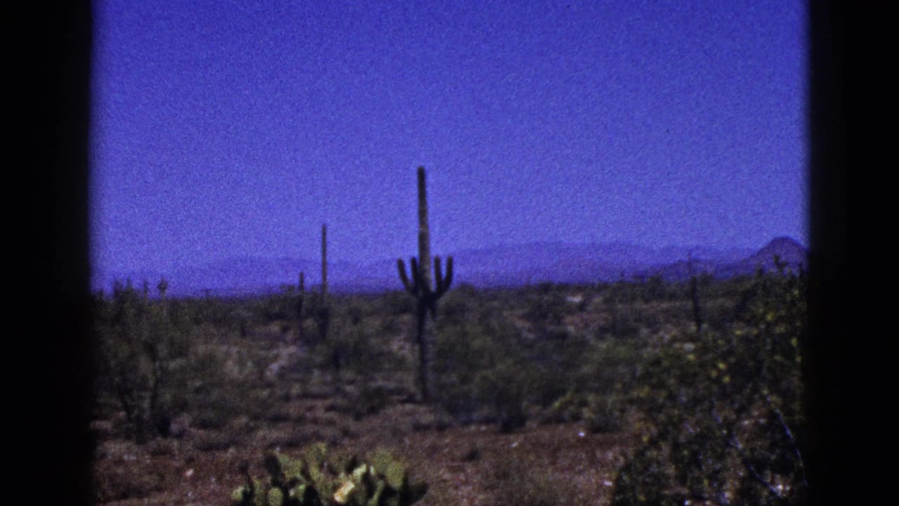 Desert landscape with tall cacti, low shrubs, distant hills, and a deep blue sky.