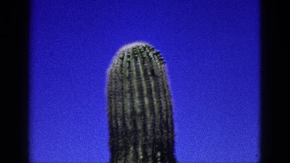 1953 8mm close-up of a tall ribbed desert cactus in New Mexico, set against a saturated blue sky with visible film grain.
