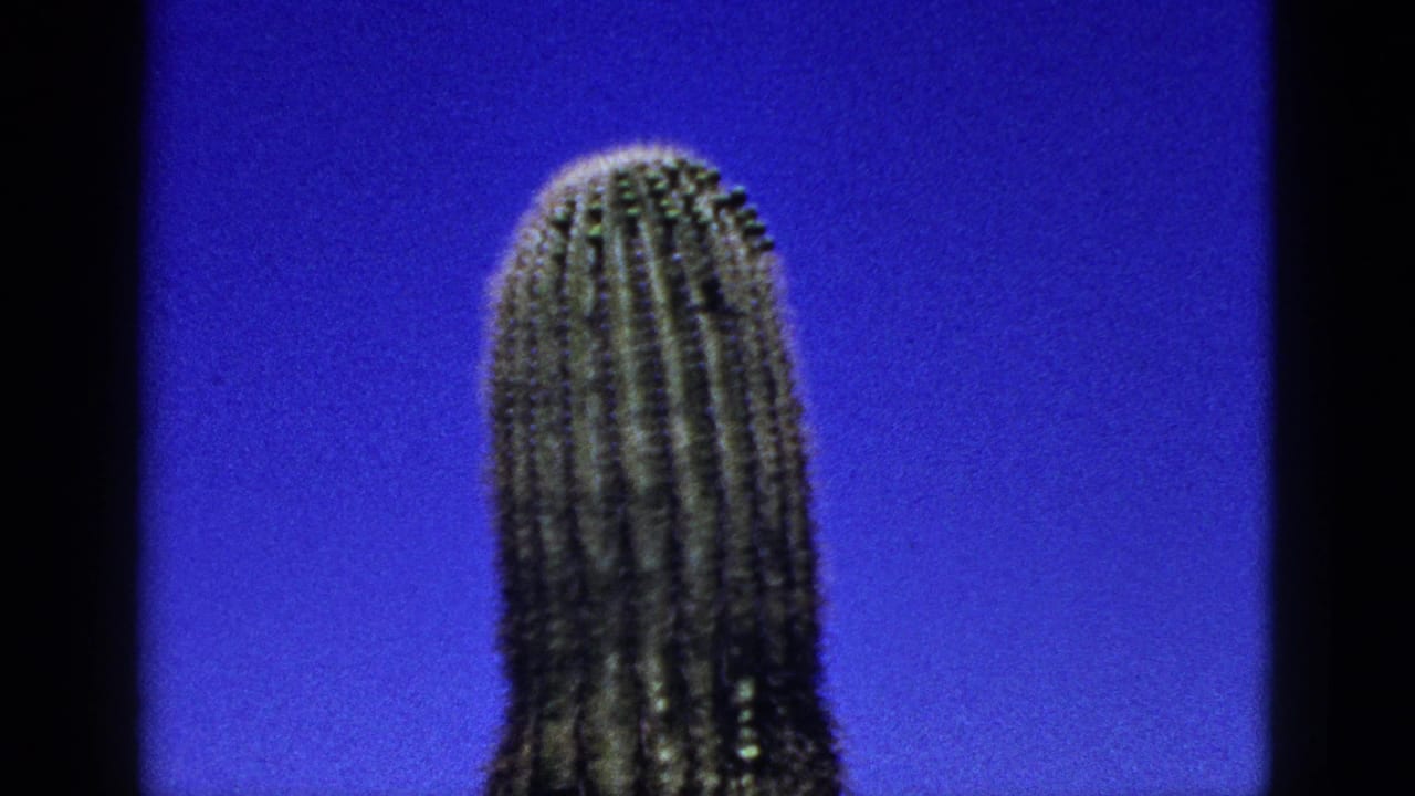 Tall columnar cactus against a saturated blue sky with dark film borders.