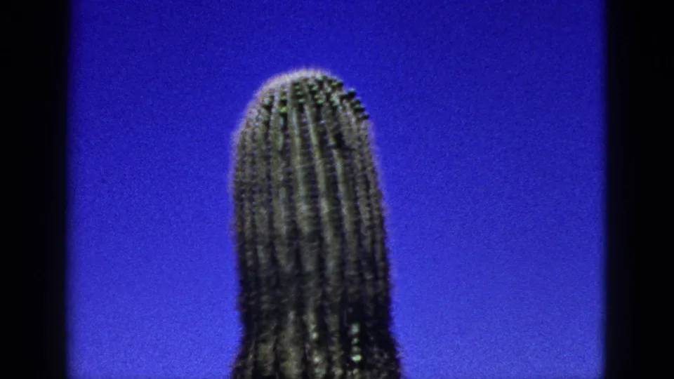 1953 New Mexico 8mm frame showing the upper portion of a tall columnar cactus against a deep blue sky.