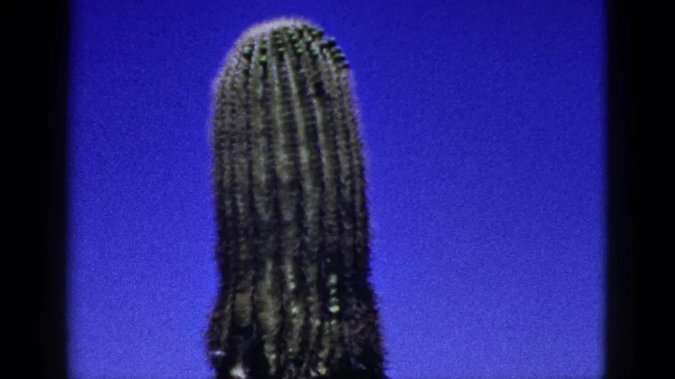1953 New Mexico 8mm frame with a tall ribbed cactus top silhouetted against saturated blue sky.