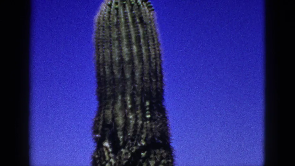 1953 New Mexico 8mm close view of a tall ribbed cactus body, with blue sky and visible film-frame edges.