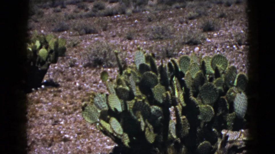 1953 New Mexico 8mm frame showing prickly pear cactus pads in a dry desert landscape under strong sun.