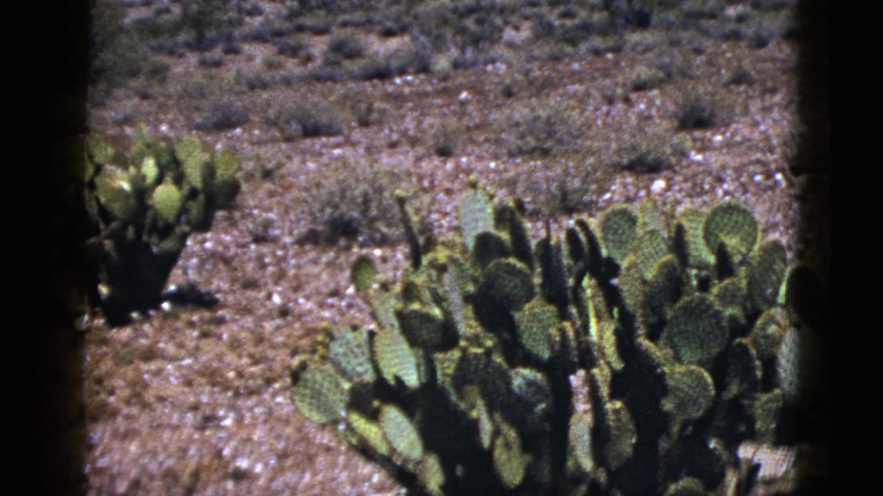 Prickly pear cactus growing in sandy desert soil under bright sun.