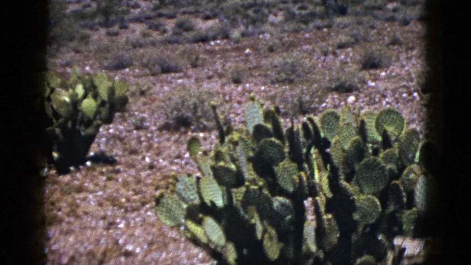 1953 New Mexico 8mm frame showing prickly pear cactus pads in a gravelly desert landscape.