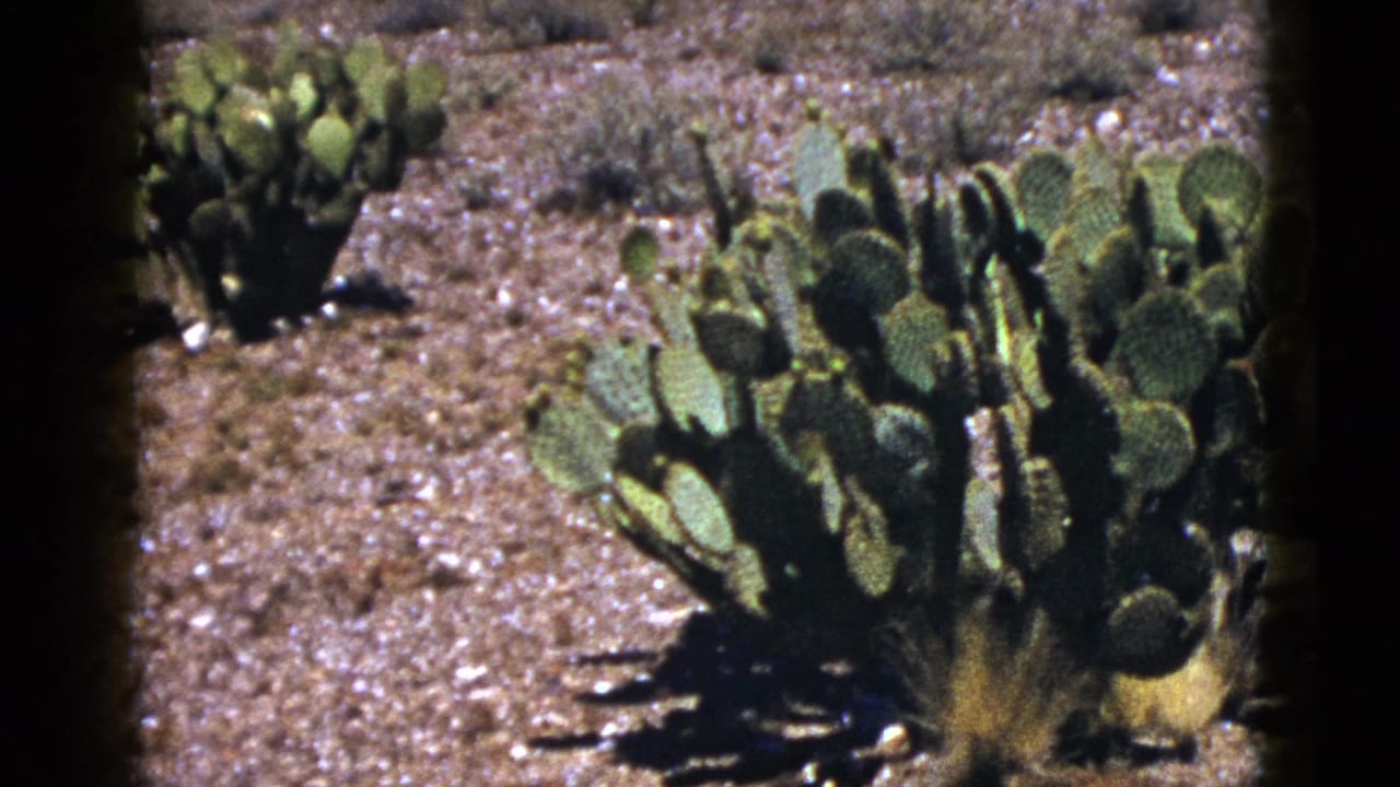 Close view of prickly pear cactus pads in dry desert terrain.