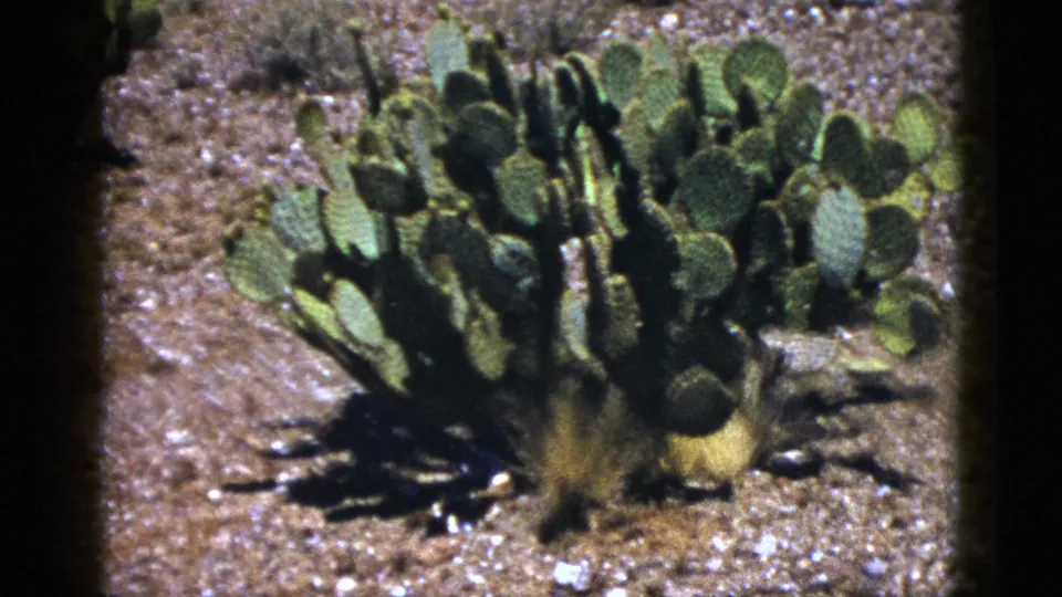 1953 New Mexico 8mm still of a prickly pear cactus cluster rooted in sunlit desert soil.