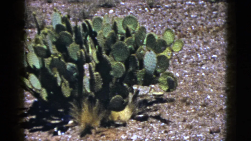 1953 New Mexico home-movie frame showing prickly pear cactus in an arid desert setting.