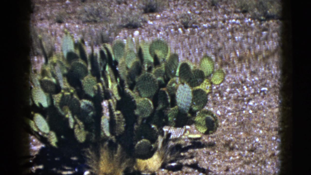 Close view of a prickly pear cactus cluster on dry desert ground.