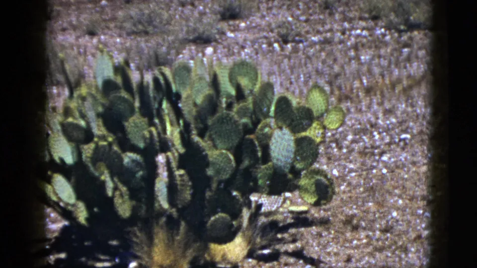 1953 New Mexico 8mm frame showing a dense prickly pear cactus cluster growing in gravelly desert terrain.