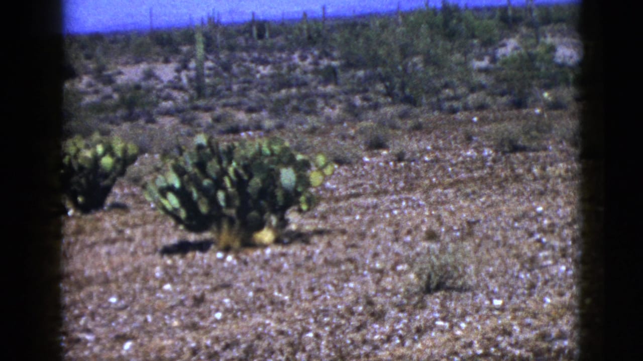 Prickly pear cactus plants in a wide desert landscape with distant cacti.