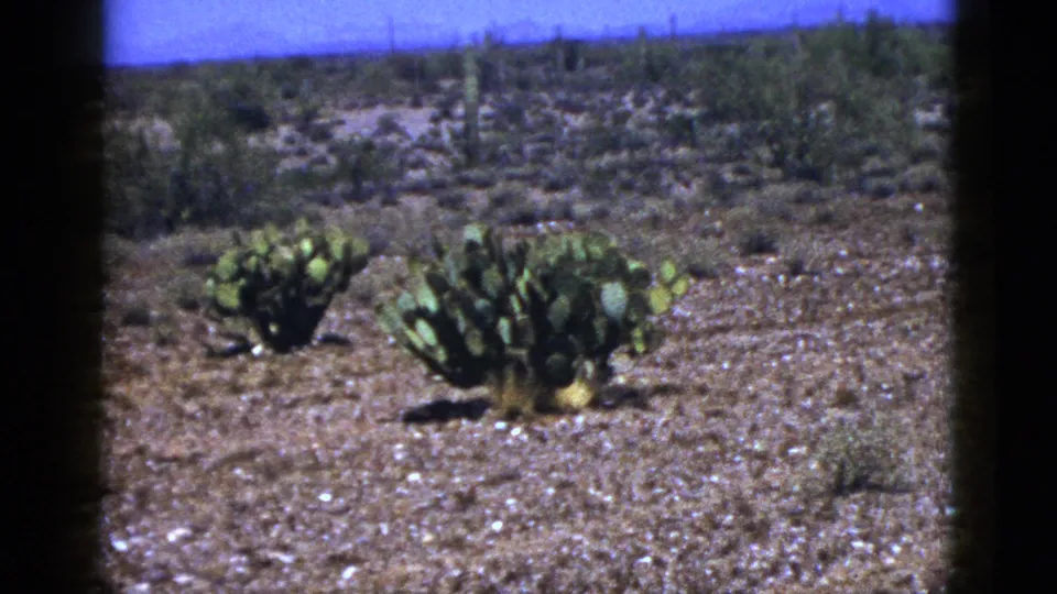 1953 New Mexico 8mm frame showing two prickly pear clusters in a sparse desert setting.