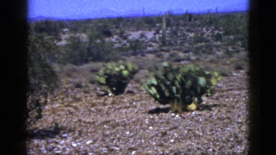 1953 New Mexico 8mm frame with prickly pear cacti, sparse shrubs, and distant desert vegetation.