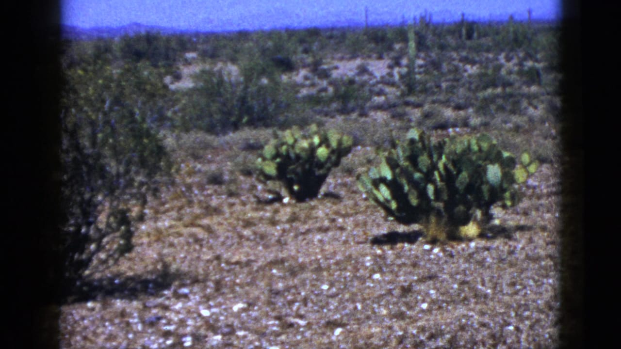 Prickly pear cactus and scrub on dry desert ground beneath a blue sky.