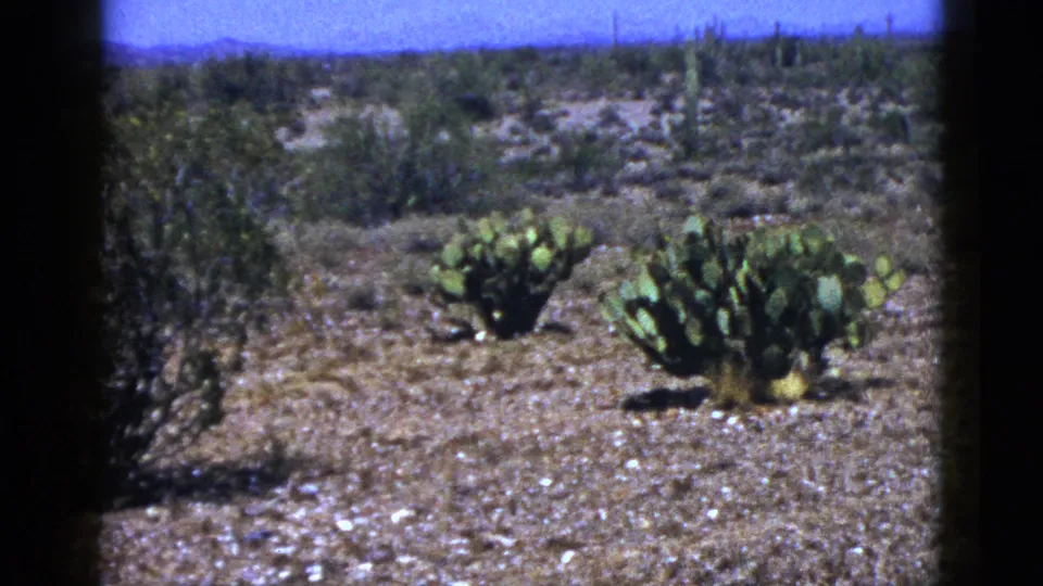 1953 New Mexico 8mm frame showing prickly pear cactus, sparse brush, and gravelly desert terrain under a blue sky.