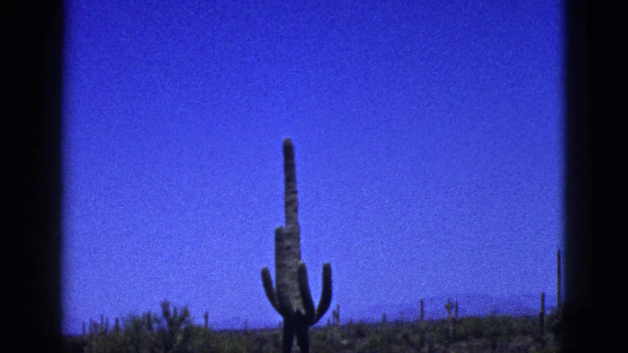 Tall columnar cactus silhouetted against a deep blue desert sky.