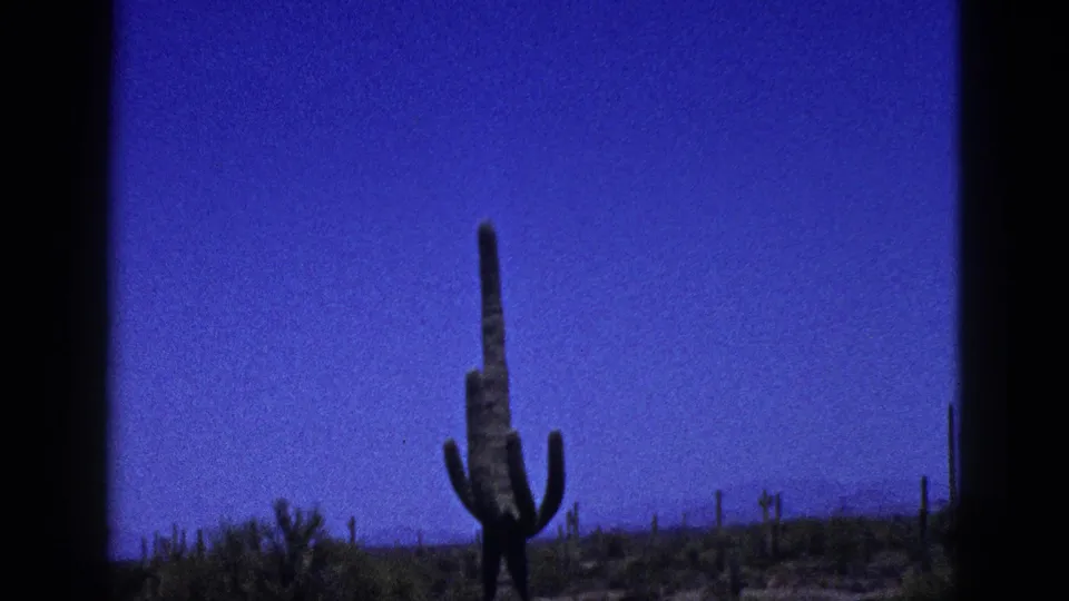 1953 New Mexico 8mm frame showing a tall cactus centered above low brush and distant desert haze.