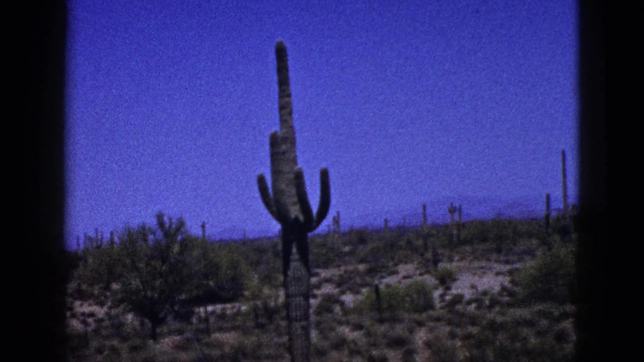 1953 8mm frame cataloged as New Mexico, showing a tall multi-armed cactus amid desert scrub and sandy ground.