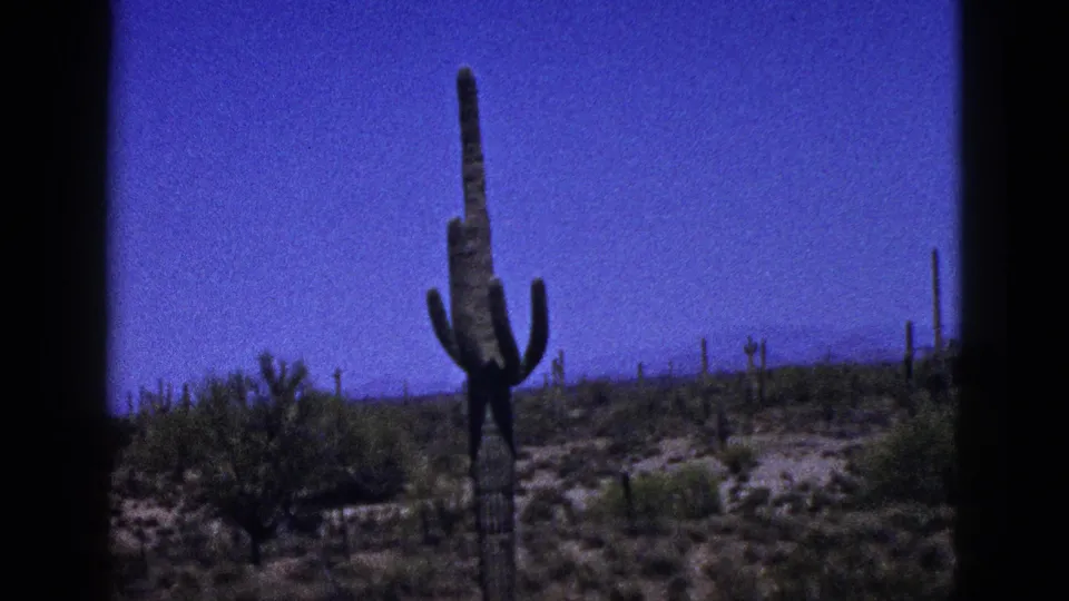 1953 8mm frame cataloged as New Mexico, showing a tall multi-armed cactus amid desert scrub and sandy ground.