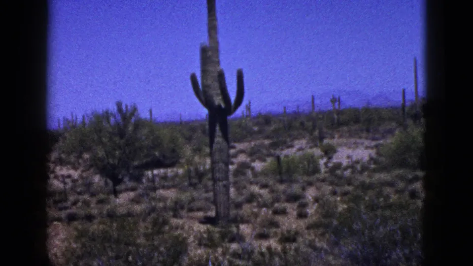 Cataloged New Mexico 1953 8mm view of a tall cactus with arms, low scrub, pale ground, and distant desert horizon.