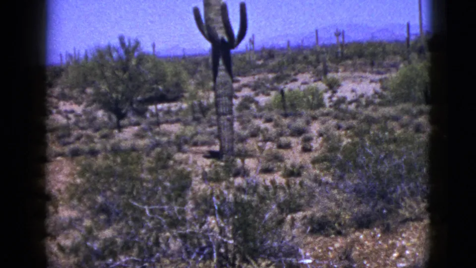 1953 8mm desert frame showing the cactus partly shifted upward, with foreground scrub and sandy terrain more visible.
