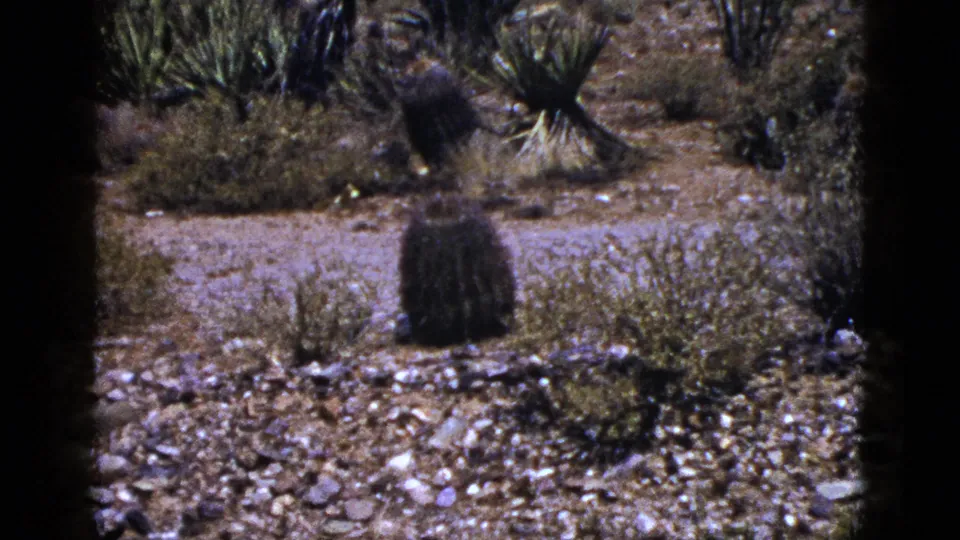 1953 New Mexico frame with a closer view of rocky desert ground, barrel-like cactus, yucca-like plants, scrub, and dry soil.