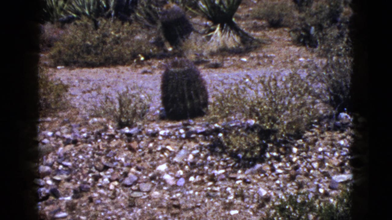1953 New Mexico 8mm frame showing barrel-shaped cacti, low shrubs, rocky gravel, and spiky desert plants in bright sun.