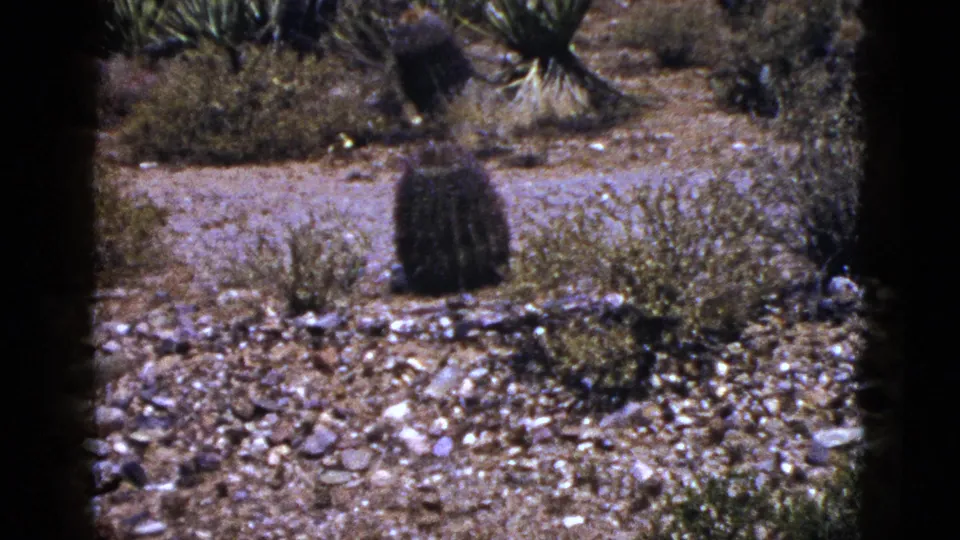 1953 New Mexico 8mm frame showing barrel-shaped cacti, low shrubs, rocky gravel, and spiky desert plants in bright sun.