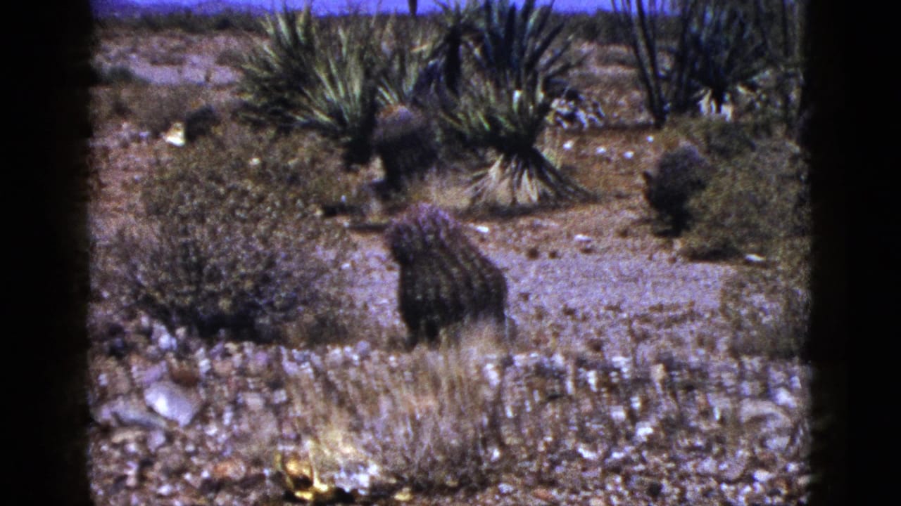 1953 New Mexico desert view with a barrel-shaped cactus in the foreground, scattered shrubs, yucca-like plants, and open arid terrain.