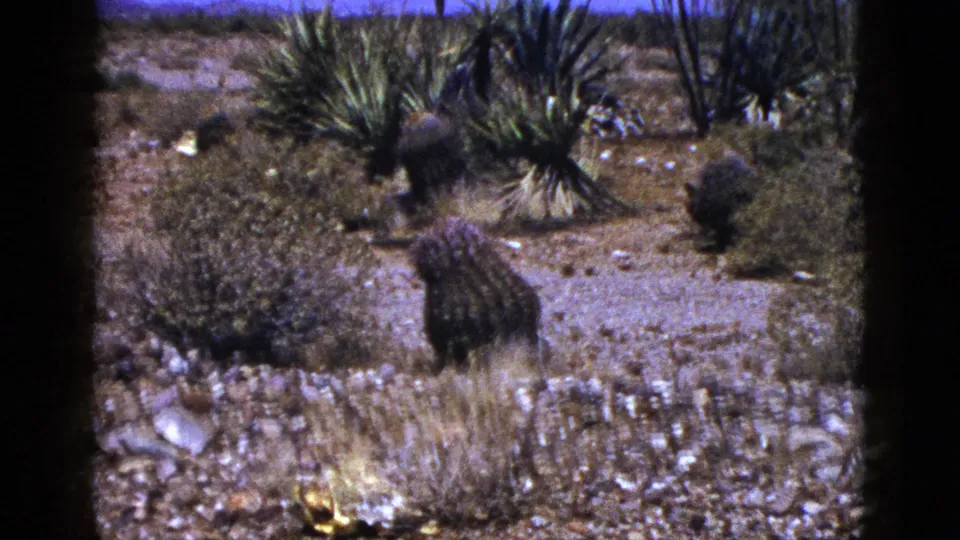 1953 New Mexico desert view with a barrel-shaped cactus in the foreground, scattered shrubs, yucca-like plants, and open arid terrain.