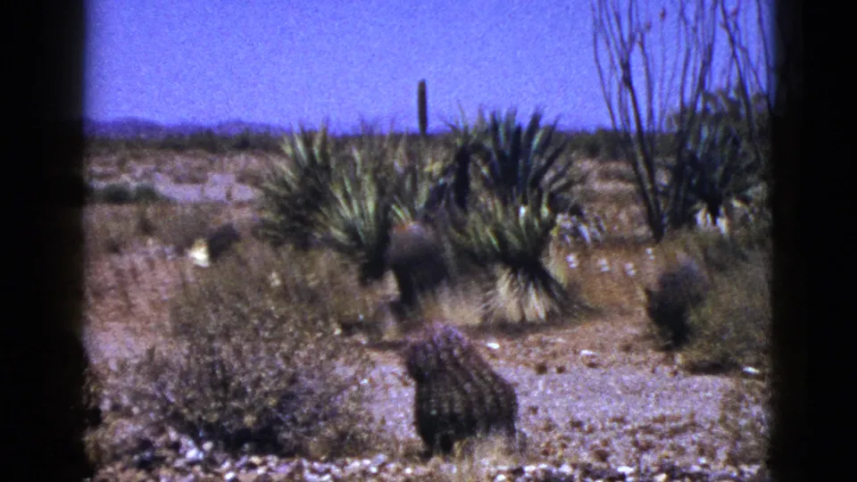 1953 New Mexico 8mm frame showing cactus, yucca-like plants, dry gravelly terrain, and a low mountain range beneath a clear blue sky.