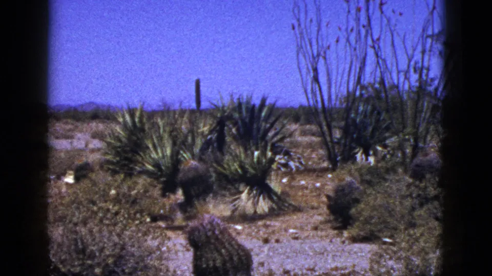 1953 New Mexico desert landscape with yucca-like plants, low shrubs, a small cactus, rocky ground, and distant mountains visible at the horizon.