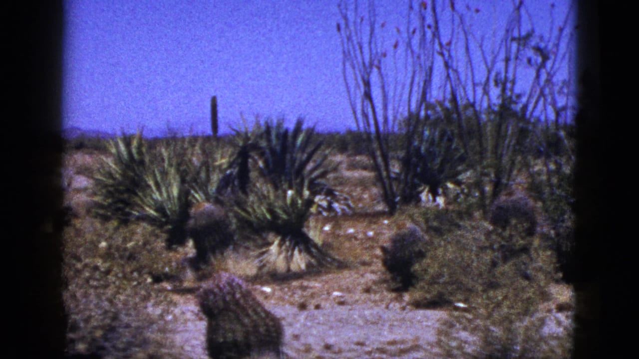1953 New Mexico desert view with yucca-like plants, cactus forms, dry brush, sandy ground, scattered rocks, and a clear blue sky.