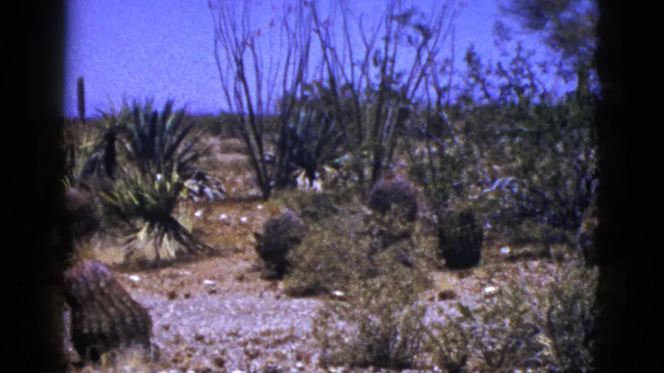 New Mexico desert vegetation in 1953 home-movie footage, showing dry shrubs, yucca-like plants, cactus forms, rocks, and a low horizon.