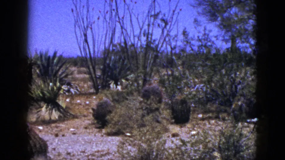1953 New Mexico desert landscape with sandy soil, scattered stones, spiky yucca-like vegetation, dry brush, and a bright blue sky.