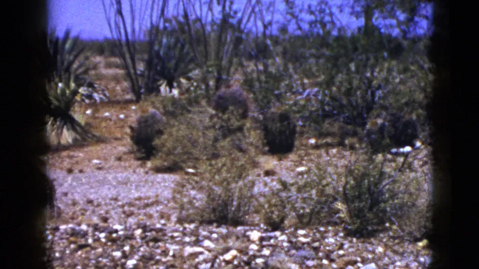 Wide 1953 New Mexico desert frame showing low shrubs, cactus-like plants, yucca-like leaves, pale rocks, sandy ground, and clear sky.